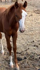 Puledra paint F