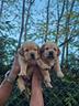 cuccioli-di-labrador-red-fox-pedigree-enci