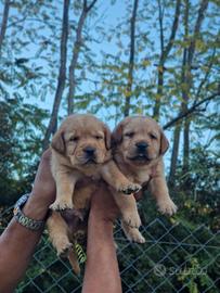 Cuccioli di Labrador Red FOX - Pedigree ENCI