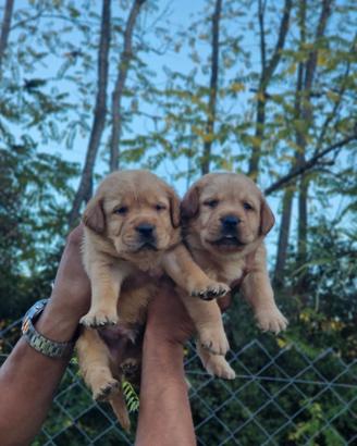 Cuccioli di Labrador Red FOX - Pedigree ENCI