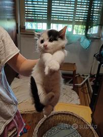 Piccolo gattino