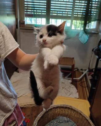 Piccolo gattino