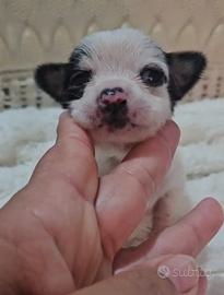 Chihuahua da Allevamento Cucciolisole