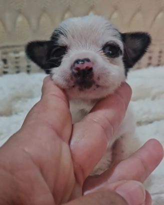 Chihuahua da Allevamento Cucciolisole