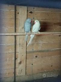 Parrocchetto dal collare