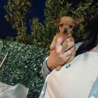 Mini pincher toy ultimi 2 maschi