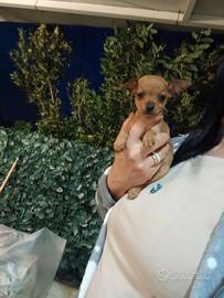 Mini pincher toy ultimi 2 maschi