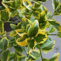 Euonymus