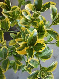 Euonymus