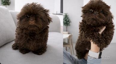 Shihtzu cioccolato