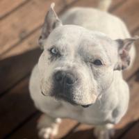 American Bully pocket