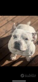 American Bully pocket