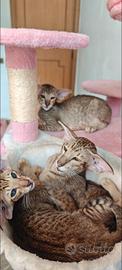 Gattino orientale maschio no Bengal no Serval no