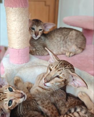 Gattino orientale maschio no Bengal no Serval no