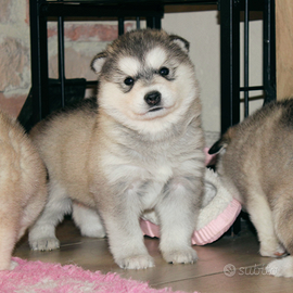 Alaskan Malamute Cuccioli