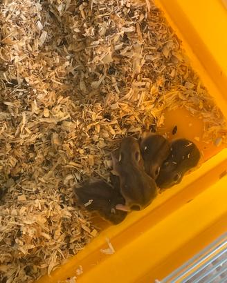 Criceti cuccioli