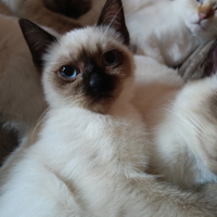 Prenotabile micino Thai Siamese Tradizionale