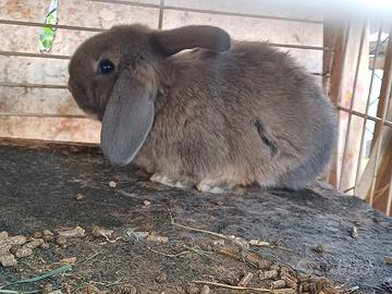 Splendidi cuccioli ariete nani fuzzylop