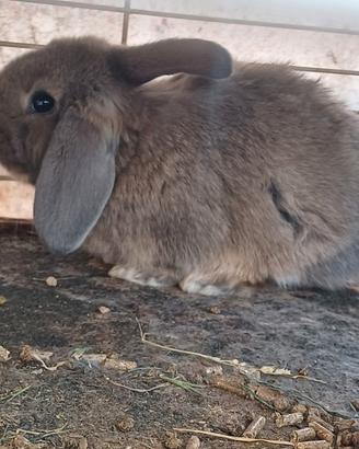 Splendidi cuccioli ariete nani fuzzylop
