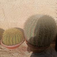 cuscino della suocera