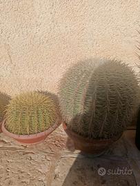 cuscino della suocera