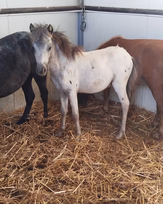 mini pony