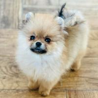 Mini pomerania 6.mesi