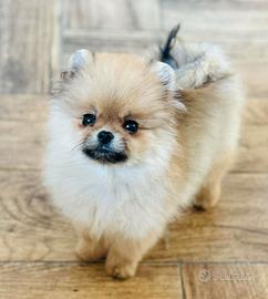 Mini pomerania 6.mesi