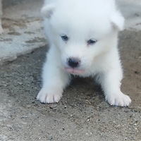 Akita cuccioli selezionati