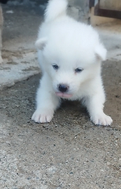 Akita cuccioli selezionati
