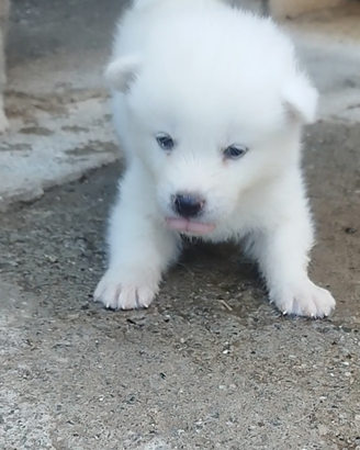 Akita cuccioli selezionati