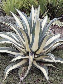 piante agave aloe 
