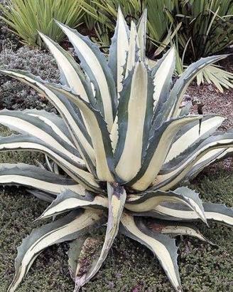piante agave aloe 