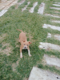 American Staffordshire Terrier