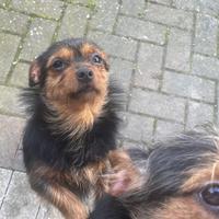 Incrocio Yorkshire chihuahua