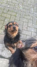 Incrocio Yorkshire chihuahua