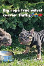 Bulldog big rope velvet