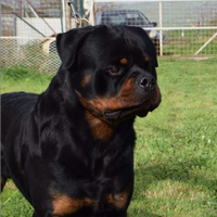 Rottweiler