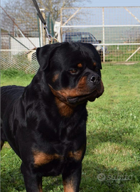 Rottweiler