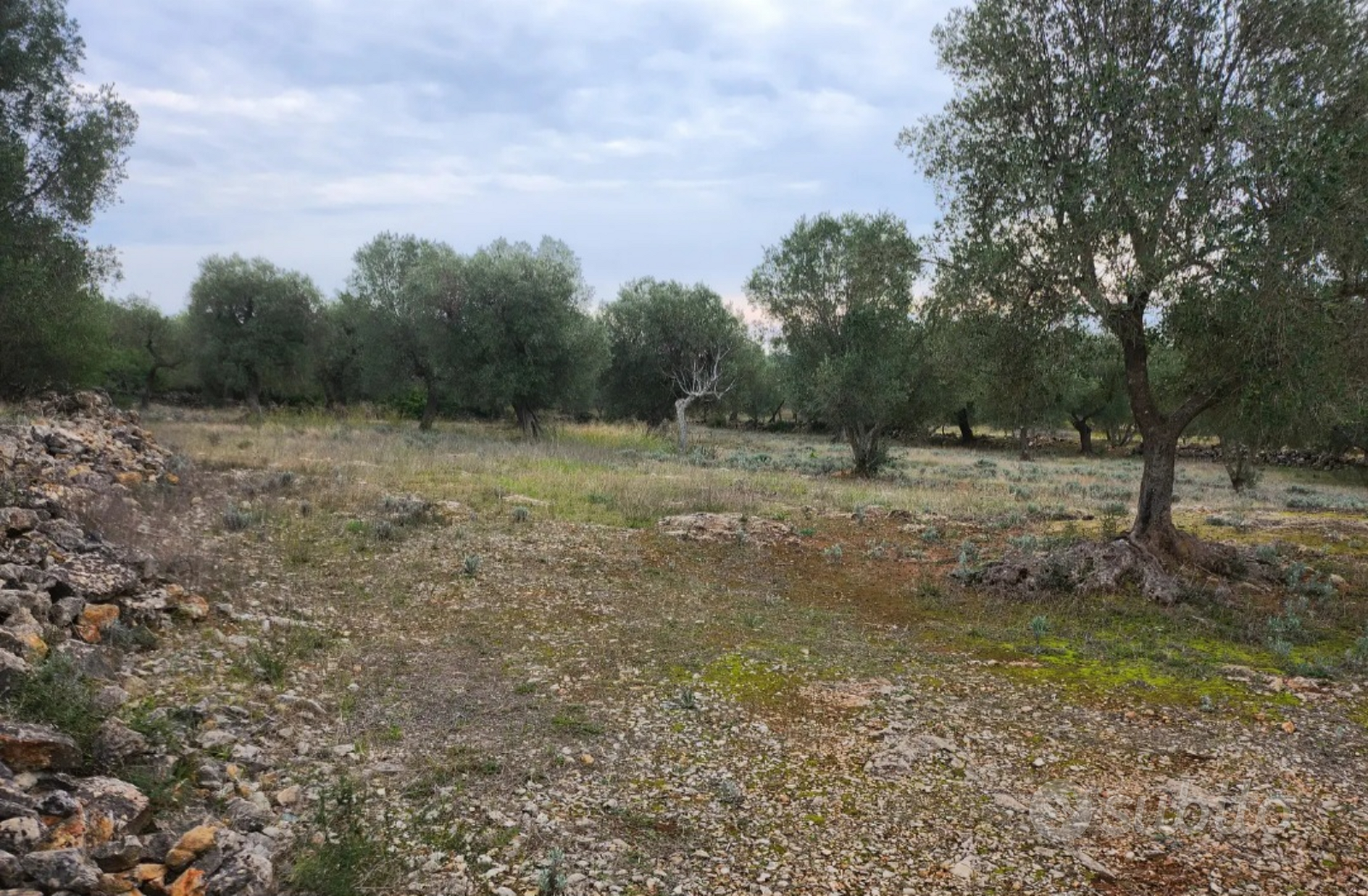 Terreno agricolo con alberi di ulivi - Vista 3