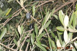 Pesaro terreno ad orto