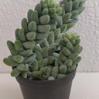 Sedum burrito 