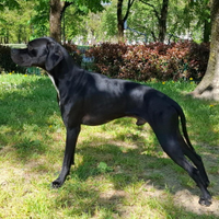 Pointer Inglese