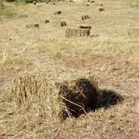 FIENO IN BALLETTE RETTANGOLARI