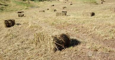 FIENO IN BALLETTE RETTANGOLARI