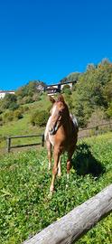 Puledro appaloosa