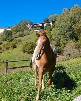 Puledro appaloosa