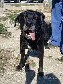 Wendy cane corso in canile