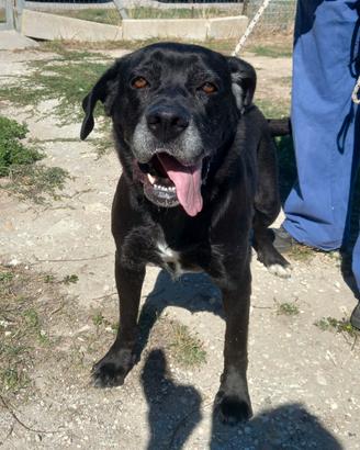Wendy cane corso in canile