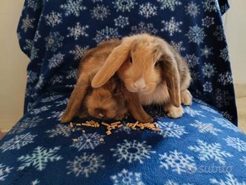 Coniglietti Arieti Nani